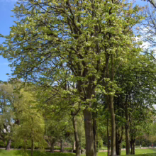 Tilia platyphyllos (Large-leaved Linden) upright form.