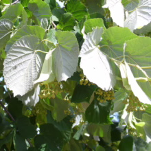Linden tree leaves, bright green and silver in the sunlight, with clusters of small, round, unripe linden flowers hanging beneath the leaves. The leaves are heart-shaped with serrated edges.
