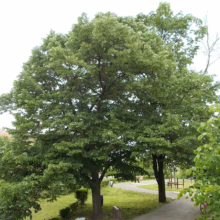 Lush green trees in a park setting, their canopies forming a natural archway over a winding path. Benches invite relaxation amidst the serene landscape.