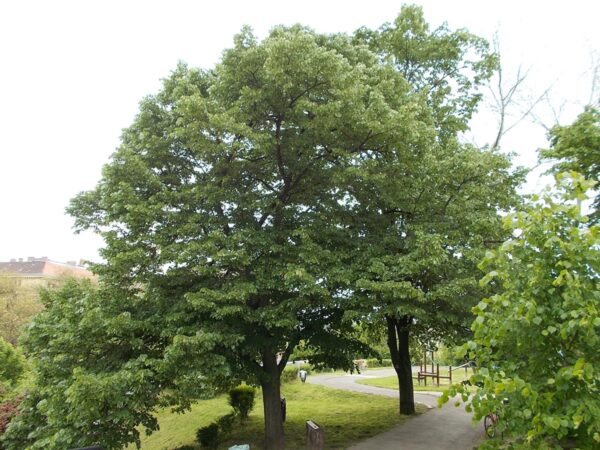 <i>Tilia tomentosa</i> - Image 4