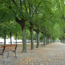 Park avenue lined with tall trees and benches. Sunlight filters through the green leaves, creating a peaceful, shaded path. Fallen leaves scatter on the ground.
