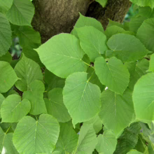 Lush green linden leaves densely surround a tree trunk, showcasing their heart-shaped form and intricate vein patterns in natural sunlight.