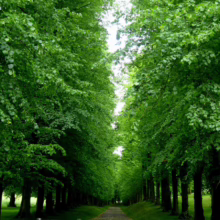 A tree-lined path creates a lush green tunnel. Tall trees with vibrant green leaves form a canopy overhead, leading to a distant point of light. Bollards line the path, adding depth to the peaceful scene.