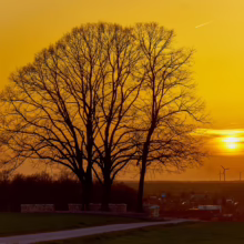 Sunset over a golden landscape featuring silhouette of bare trees, distant wind turbines, and a winding path, capturing the serene beauty of nature.
