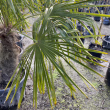 A potted Mediterranean fan palm, with its distinctive palmate leaves, stands in a nursery setting. The palm's trunk is covered in fibrous material. Other potted plants are visible in the background.