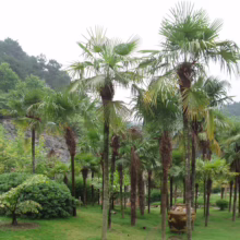 Lush garden scene featuring a grove of Chinese fan palms, their fronds creating a tropical feel. Green grass and a backdrop of forested hills enhance the serene landscape.