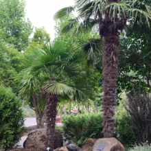 Bronze Labrador statue sits beneath two tall palm trees in a lush garden setting. A stone path leads through the greenery, with other trees and shrubs adding to the serene atmosphere.