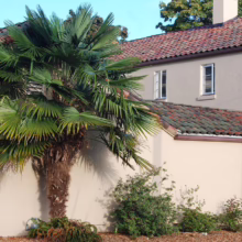 Palm tree stands beside a light beige building with a red tile roof. The building features three windows and is surrounded by green bushes and mulch.