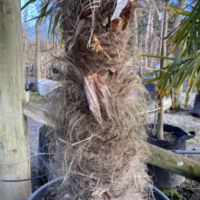 Close-up of a potted Trachycarpus fortunei palm tree trunk with fibrous texture. A tag is visible, and other potted plants are blurred in the background.