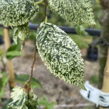 Close-up of a 'Laciniata Pendula' European weeping birch tree leaf showing green and white variegation. The serrated edges of the leaf are visible, with a blurred background of the tree trunk and garden setting.