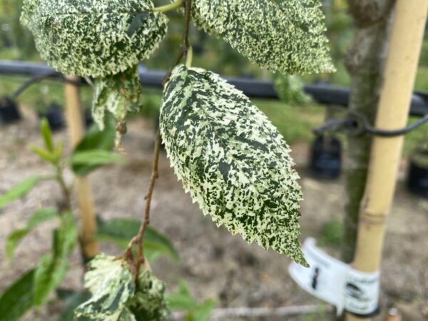 <i>Ulmus carpinifolia</i> 'Variegata' - Image 2