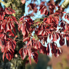 Crimson leaves of a Japanese maple tree in autumn, showcasing vibrant red foliage against a blurred background of more trees and a blue sky.
