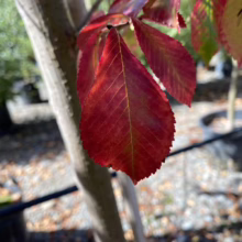 Close-up of vibrant red leaves on a tree, showcasing fall foliage. The leaves have a serrated edge and prominent veins. Trees in pots are visible in the background, suggesting a nursery setting.