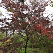 A stunning plum tree displaying vibrant burgundy foliage stands prominently in a tree nursery. Lush green grass and rows of young trees create a serene, autumnal scene.