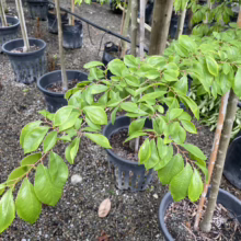 Young weeping elm tree in a black pot, showcasing its cascading branches and vibrant green leaves. Nursery setting with other potted trees in the background.