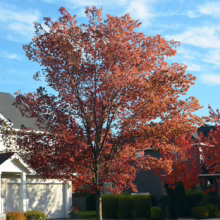 A vibrant red maple tree stands in a suburban front yard, its leaves ablaze with autumn color against a bright blue sky. Houses and manicured lawns form the backdrop, showcasing seasonal beauty.