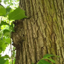 Close-up of a mature tree trunk with deeply furrowed bark, showcasing its rugged texture. Green leaves sprout from branches, highlighting the tree's vitality and natural beauty.
