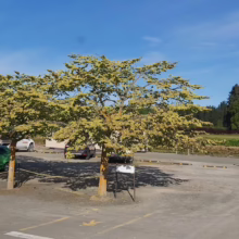 Parking lot with a row of cars under golden trees on a sunny day. A road stretches into the distance under a clear blue sky, lined with green fields and trees.