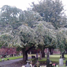 A weeping tree dominates a peaceful cemetery scene, its branches gracefully arching over gravestones and a small bench. The brick wall and other trees create a serene, autumnal backdrop.