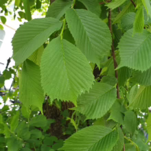 Lush green elm leaves with prominent veins and serrated edges fill the frame, showcasing the tree's vibrant foliage.