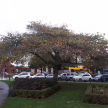 Autumn scene featuring a tree with fading leaves in a park setting. Cars are parked along the street in the background, with buildings visible beyond. The sky is overcast, creating a muted, natural light.