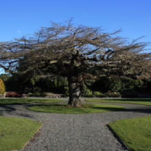 A large, bare tree stands in the center of a park, its branches spreading wide against a clear blue sky. Gravel paths lead to and around the tree, surrounded by green grass and lush foliage.