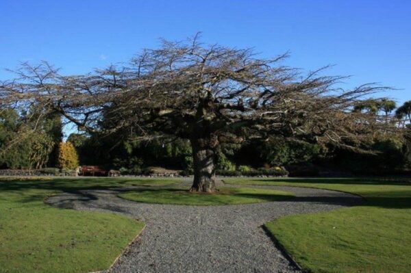 <i>Ulmus glabra</i> 'Horizontalis' - Image 7