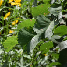 Sunlit elm leaves with serrated edges, contrasting with blurred yellow wildflowers in the background. The image captures the textures and colors of a lush summer garden.