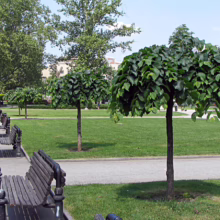 Park scene with meticulously manicured trees, green lawn, and inviting benches. A tranquil urban oasis offers a peaceful escape in the city.