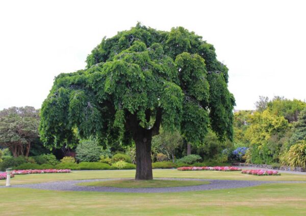 <i>Ulmus glabra</i> 'Pendula'