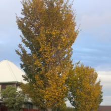 Ulmus 'Lobel' (Elm) autumn colour.