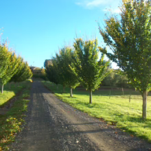 Ulmus 'Lobel' (Elm) as a driveway tree.