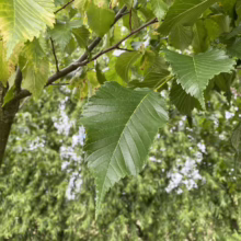 Ulmus 'Lobel' (Elm) summer foliage.