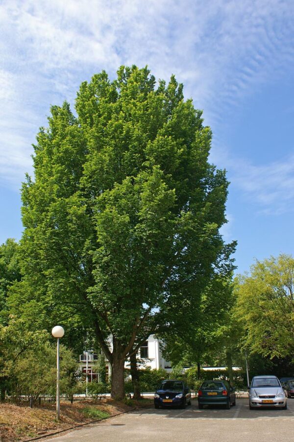 <i>Ulmus</i> 'Lobel'