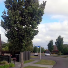 Ulmus 'Lobel' (Elm) as a street tree.