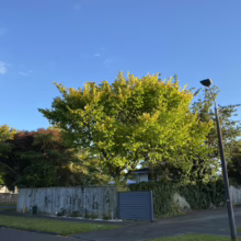 Ulmus 'Louis van Houtte' (Golden Elm) in a home garden.