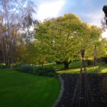 Ulmus 'Louis van Houtte' (Golden Elm)