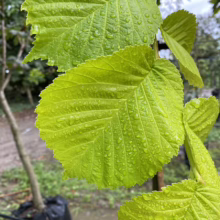 Ulmus 'Louis van Houtte' (Golden Elm) leaf.