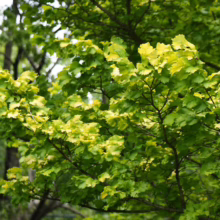 Ulmus 'Louis van Houtte' (Golden Elm) branches.