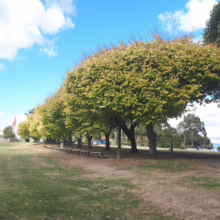 Ulmus 'Louis van Houtte' (Golden Elm) as a driveway tree.