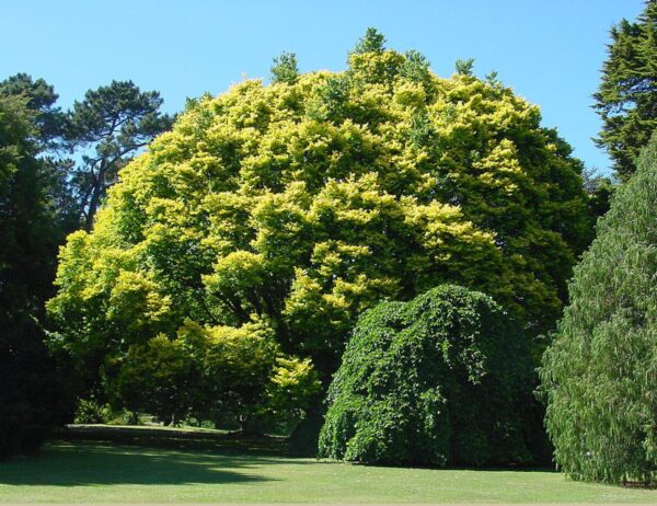 <i>Ulmus</i> 'Louis van Houtte' - Image 9