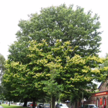 Ulmus 'Louis van Houtte' (Golden Elm) large tree.