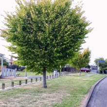 Ulmus 'Louis van Houtte' (Golden Elm) single tree.