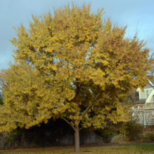 Ulmus parvifolia (Chinese Elm) autumn form.
