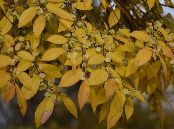 <i>Ulmus parvifolia</i> - Image 3