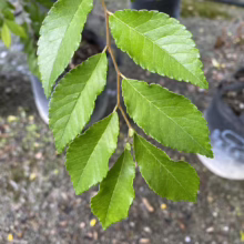 Ulmus parvifolia (Chinese Elm) summer foliage.