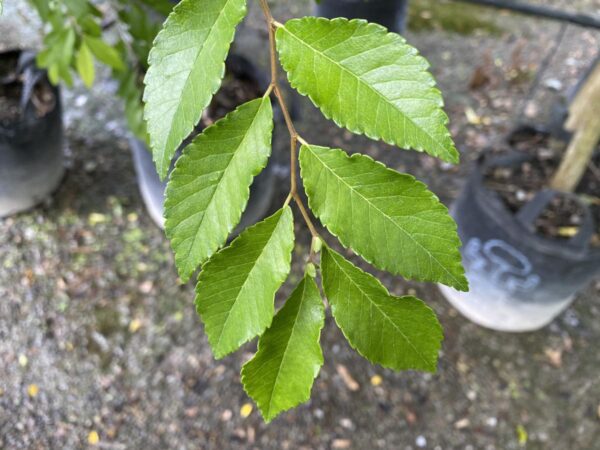 <i>Ulmus parvifolia</i> - Image 5