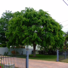 Ulmus parvifolia (Chinese Elm) in a home garden.