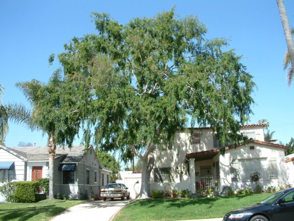 <i>Ulmus parvifolia</i> - Image 7