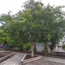 Ulmus parvifolia (Chinese Elm) in a raised garden bed.